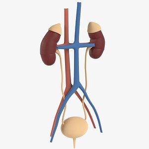 Anatomy - Human kidney and urinary system