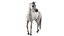 3D model Arabian Horse White Fur Rigged