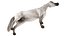 3D model Arabian Horse White Fur Rigged