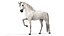 3D model Arabian Horse White Fur Rigged