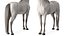 3D model Arabian Horse White Fur Rigged