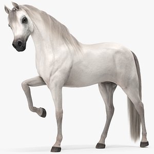 Arabian Horse White Fur Rigged