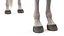 3D model Arabian Horse White Fur Rigged