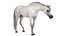 3D model Arabian Horse White Fur Rigged