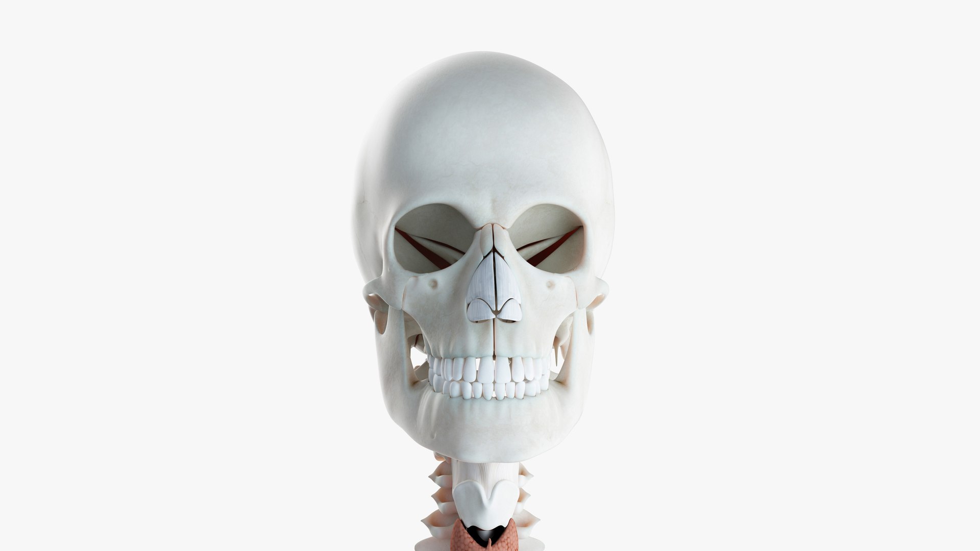 3D male female anatomy set model https://p.turbosquid.com/ts-thumb/hC/ImnF61/IFkq0cxd/2019_female_org0003/jpg/1595334302/1920x1080/fit_q87/646096d26e5229bfa41bde64f1cba215aa0ef661/2019_female_org0003.jpg