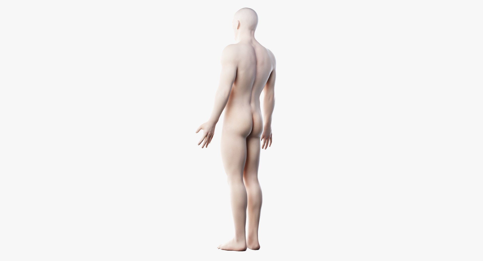 3D male female anatomy set model https://p.turbosquid.com/ts-thumb/hC/ImnF61/WUVyH7Tn/anatomy_skin01/png/1595323424/1920x1080/fit_q87/159e4f8fc40d5ed42578e7e4f72054b231539e86/anatomy_skin01.jpg