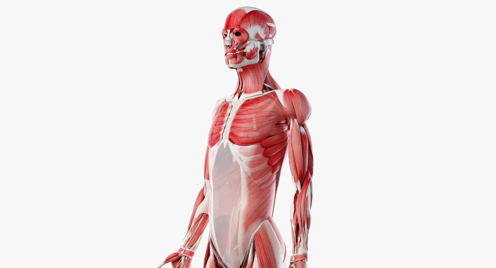 3D male female anatomy set model https://p.turbosquid.com/ts-thumb/hC/ImnF61/p6PueRJh/muscles06/png/1595323674/1920x1080/fit_q87/8f6cbf1c9b53453876446a64cf30d1e09525c147/muscles06.jpg