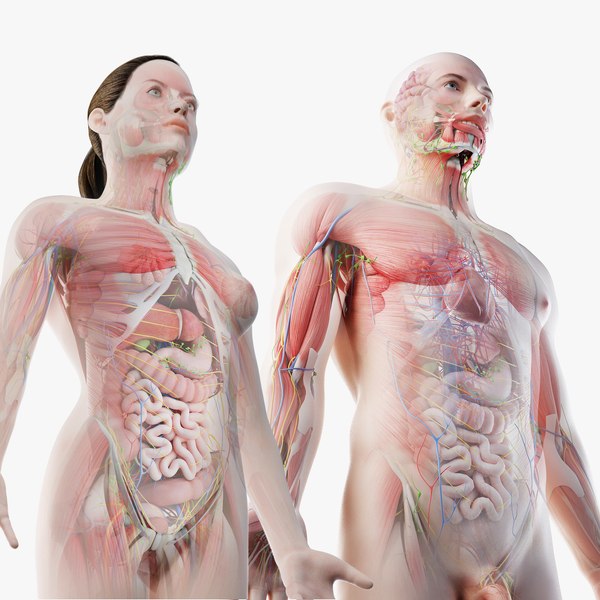 女性生体解剖  