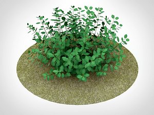 euonymus fortunei plant nature 3D