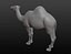 Maille de base camel