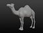Maille de base camel