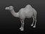 Maille de base camel