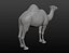 Maille de base camel