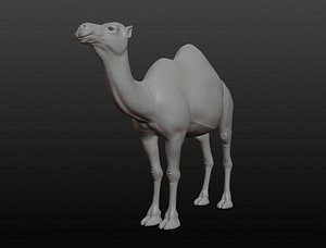 Camel base mesh