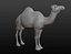 Maille de base camel