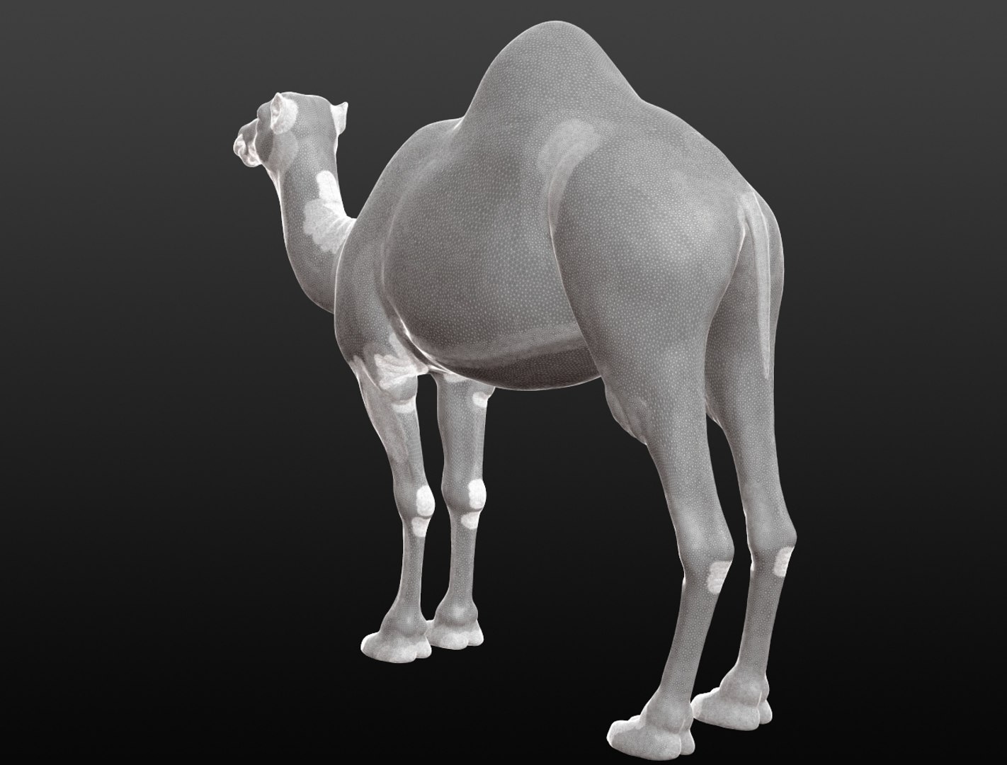3D camel base mesh model https://p.turbosquid.com/ts-thumb/hC/WJI1mX/oPqX8uGJ/camelwireframe004/jpg/1579403780/1920x1080/fit_q87/6f5ca9c07709b227a8d3ee276d2851b7a23d47f0/camelwireframe004.jpg
