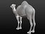 Maille de base camel