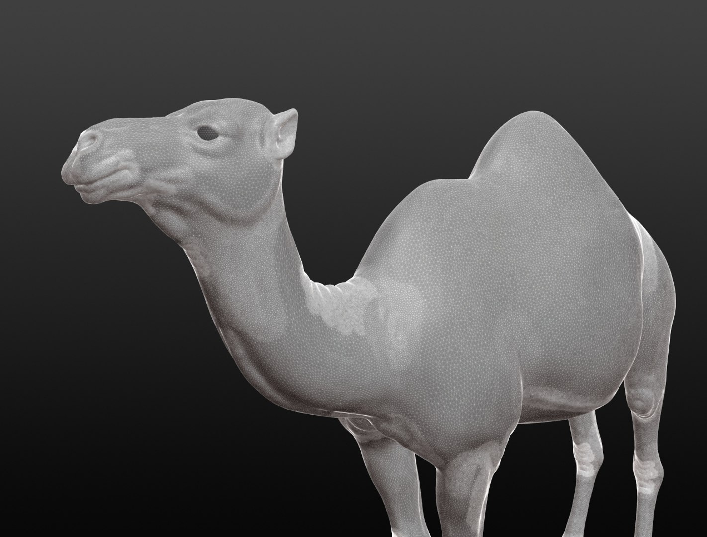 3D camel base mesh model https://p.turbosquid.com/ts-thumb/hC/WJI1mX/p07hmf8i/camelwireframe002/jpg/1579403780/1920x1080/fit_q87/669c60d145ee115f38562aa83ed105db97bf865d/camelwireframe002.jpg