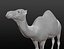 Maille de base camel