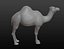 Maille de base camel