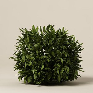 3d plant bush