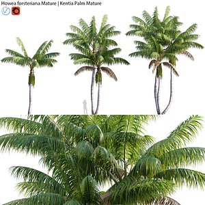 Howea forsteriana Mature - plam 02