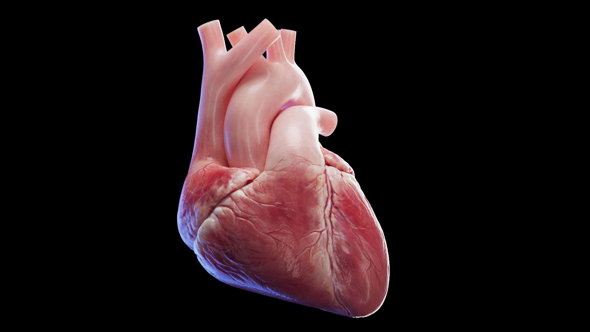 Medically Accurate Human Heart 3D TurboSquid 2021768