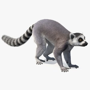 3D Lemur Fur model