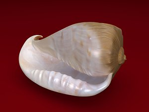 seashell cassis 3d model