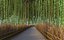 Collezione Japan