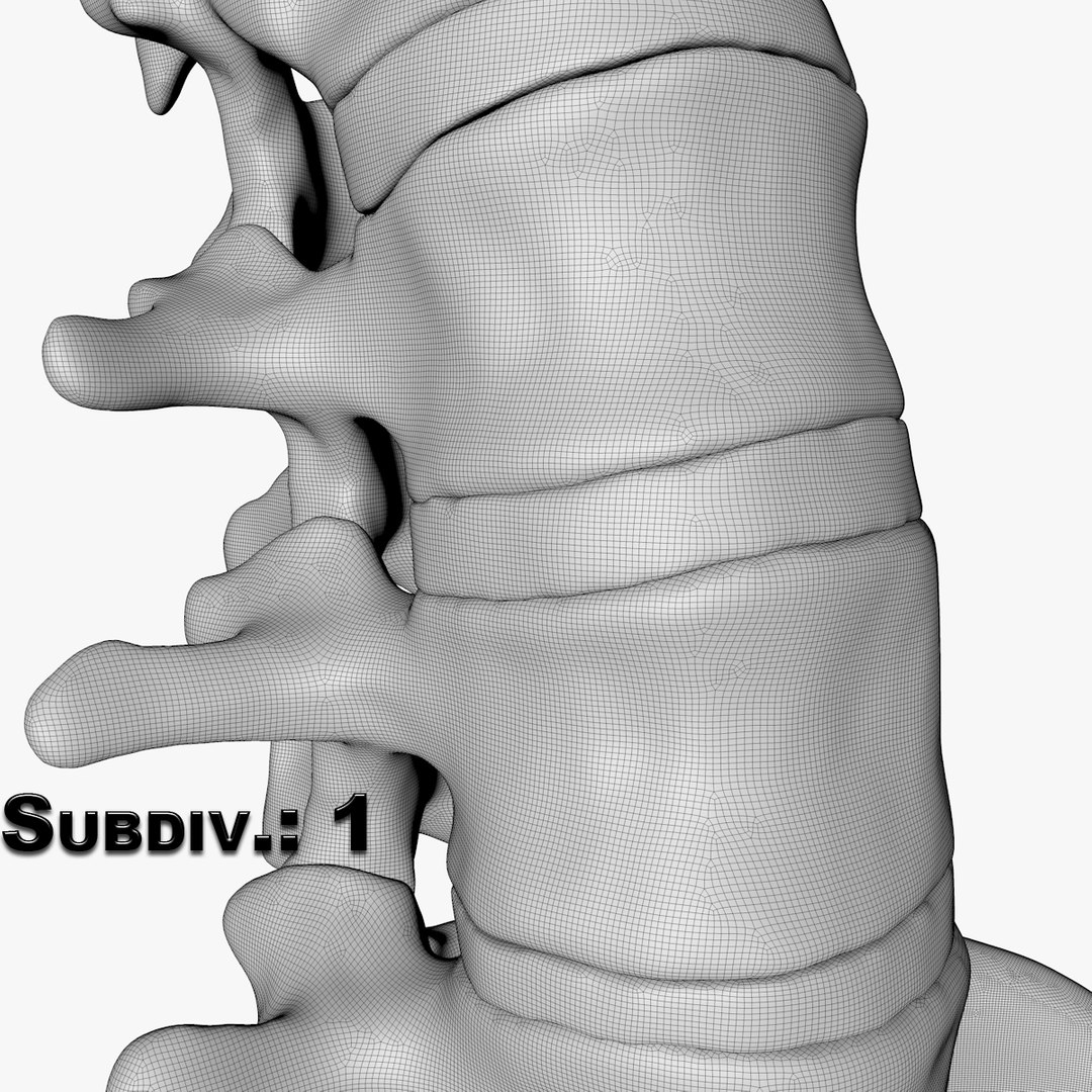 max human spine os sacrum https://p.turbosquid.com/ts-thumb/hD/FxJEHY/IuQHe2vx/subdivision1/jpg/1379510605/1920x1080/fit_q87/8704809bf0e215f0c4a375b6bdeec697f169b9d6/subdivision1.jpg