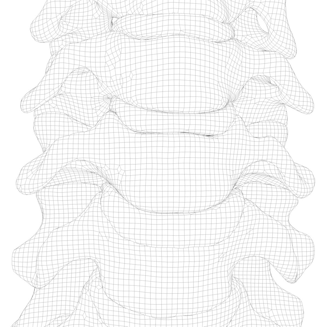 max human spine os sacrum https://p.turbosquid.com/ts-thumb/hD/FxJEHY/Ko8CT48t/spineturn12/jpg/1379326843/1920x1080/turn_fit_q99/1b6f466acbfd05ca341ea0533891aa8ef718c299/spineturn12-1.jpg