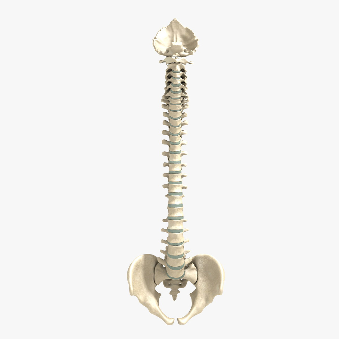 max human spine os sacrum https://p.turbosquid.com/ts-thumb/hD/FxJEHY/MopxWZUd/spineturn06/jpg/1365695120/1920x1080/turn_fit_q99/acef4dfef3d1555fcfbb88896e37c29618e0c625/spineturn06-1.jpg