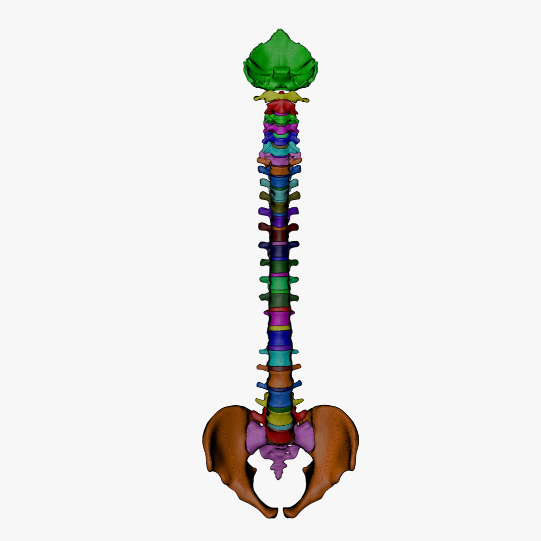 max human spine os sacrum https://p.turbosquid.com/ts-thumb/hD/FxJEHY/Odkc0ezW/spineturn07/jpg/1365695142/1920x1080/turn_fit_q99/da2e6d456e0fbb67eb100d2cbfc88372f0398148/spineturn07-1.jpg