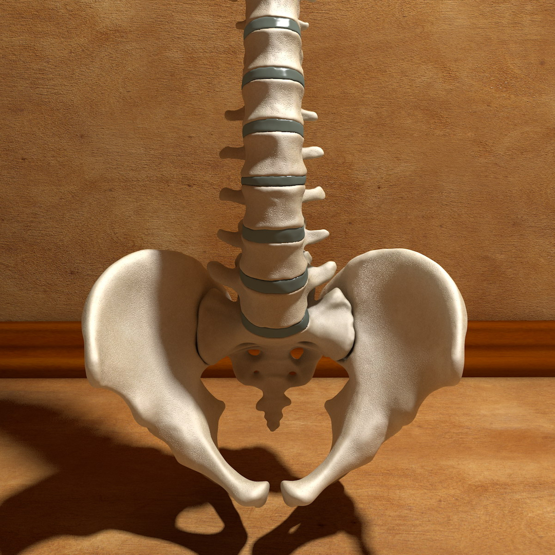 max human spine os sacrum https://p.turbosquid.com/ts-thumb/hD/FxJEHY/YDEndWNp/spineturn03/jpg/1365695085/1920x1080/turn_fit_q99/41d836ffa95eb826677c2121eae0ae936d50ebc7/spineturn03-1.jpg