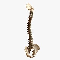 Ultimate Human Spine with Pelvis and Os Sacrum