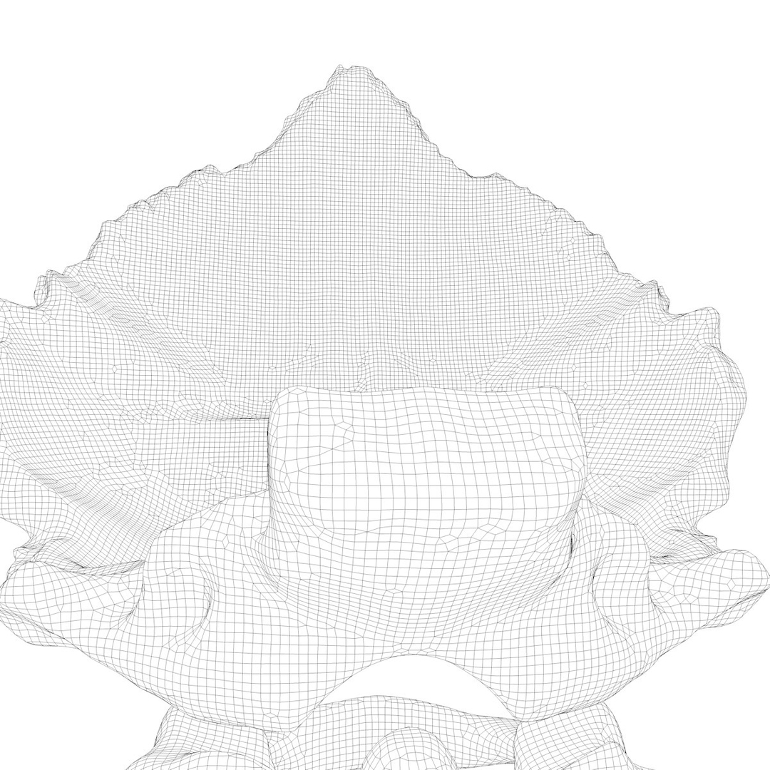 max human spine os sacrum https://p.turbosquid.com/ts-thumb/hD/FxJEHY/fwzbJPIt/spineturn13/jpg/1379326863/1920x1080/turn_fit_q99/d8192686ab4a35e796ac3dfe0db92ca3c98b2fe8/spineturn13-1.jpg