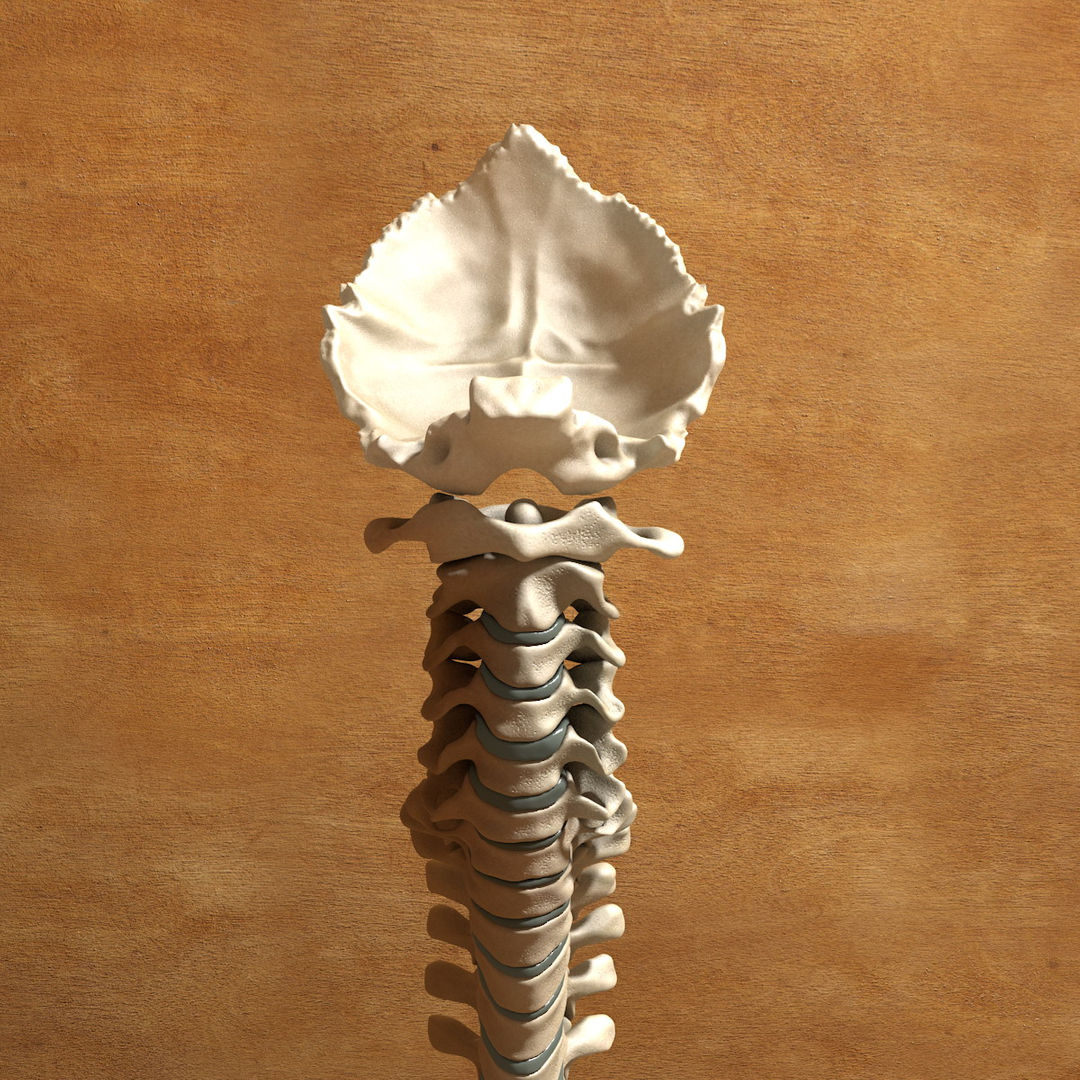 max human spine os sacrum https://p.turbosquid.com/ts-thumb/hD/FxJEHY/iwGclq5U/spineturn02/jpg/1365695064/1920x1080/turn_fit_q99/c5e2a7f4d89ebb38477745d80d637fad3d1d3278/spineturn02-1.jpg