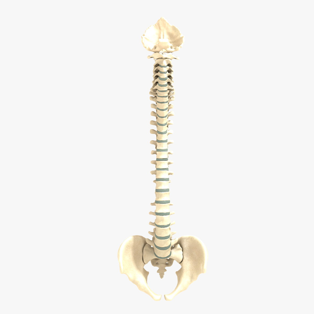 max human spine os sacrum https://p.turbosquid.com/ts-thumb/hD/FxJEHY/ko27lrGC/spineturn04/jpg/1365695085/1920x1080/turn_fit_q99/660c76c19ba4fd58713906e0bf75b4612ff60337/spineturn04-1.jpg
