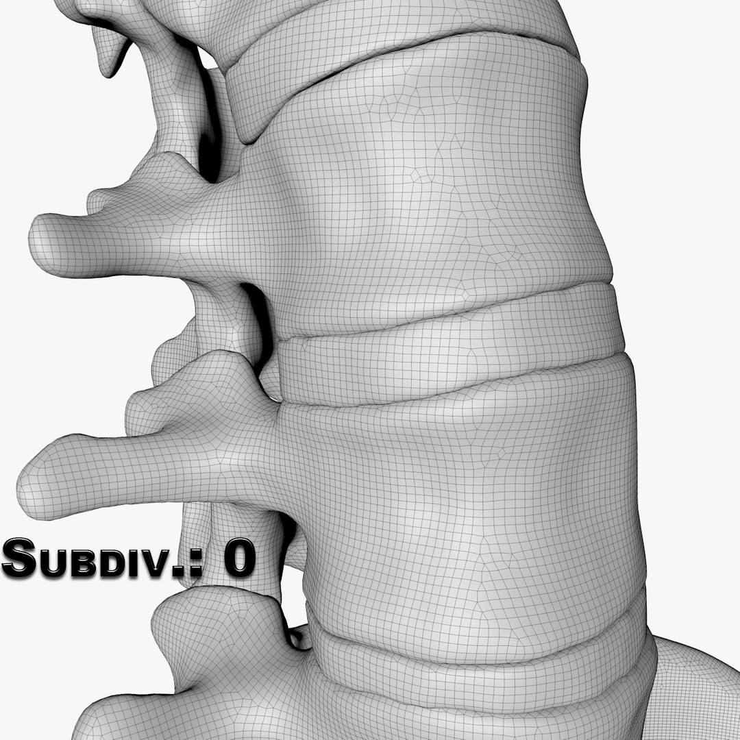 max human spine os sacrum https://p.turbosquid.com/ts-thumb/hD/FxJEHY/oQPWbbSt/subdivision0/jpg/1379510605/1920x1080/fit_q87/68e10e8a4c164be998b4961dea24ee5ab775ec4b/subdivision0.jpg