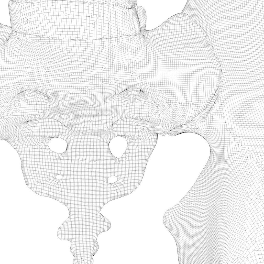 max human spine os sacrum https://p.turbosquid.com/ts-thumb/hD/FxJEHY/xiIHfxXB/spineturn14/jpg/1379326886/1920x1080/turn_fit_q99/ec09cce8a7cf9a1738113b0668980f3d5c1e76e7/spineturn14-1.jpg
