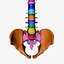 Ultimate Human Spine with Pelvis and Os Sacrum