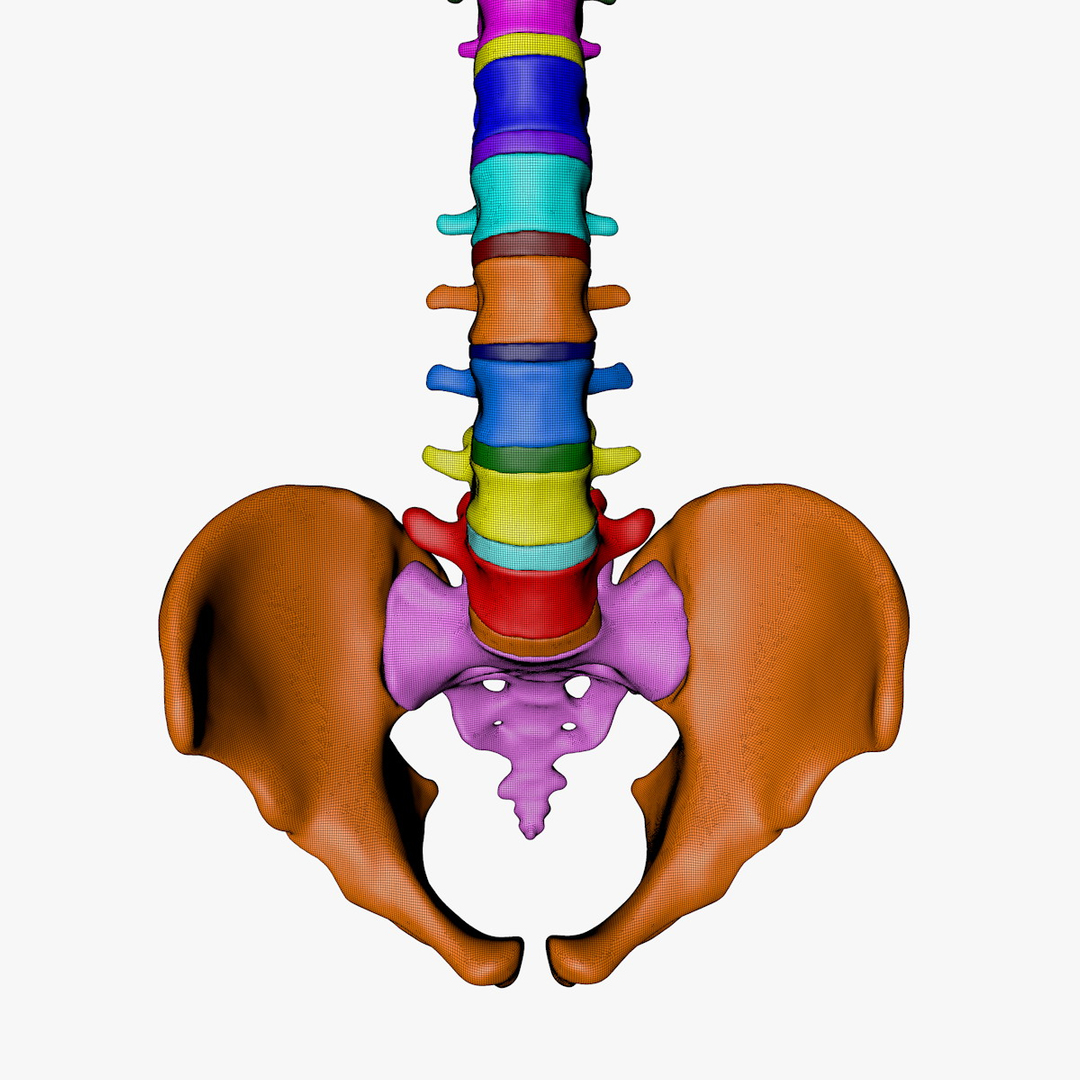 max human spine os sacrum https://p.turbosquid.com/ts-thumb/hD/FxJEHY/yZjRprpJ/spineturn09/jpg/1365697353/1920x1080/turn_fit_q99/b0e10330b16e24d412613bd9cba24f0960dc38b8/spineturn09-1.jpg