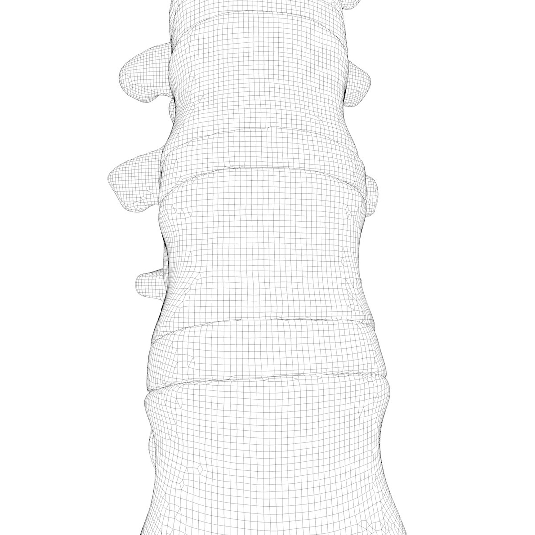 max human spine os sacrum https://p.turbosquid.com/ts-thumb/hD/FxJEHY/zV5NCYjH/spineturn11/jpg/1379326820/1920x1080/turn_fit_q99/e975c81ab3e98e02783795bfdab03ad3630096e5/spineturn11-1.jpg