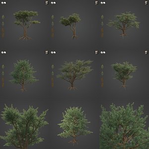 3D 2021 PBR Monterey Cypress Collection - Cupressus Macrocarpa
