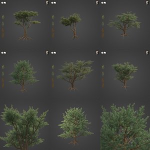 2021 PBR Monterey Cypress Collection - Cupressus Macrocarpa