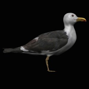fully rigged seagull 3D model