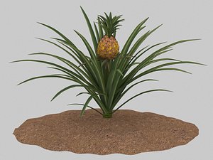 Pineapple