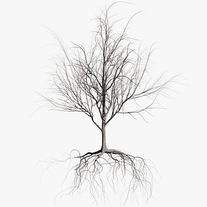 3D model maple dry 1