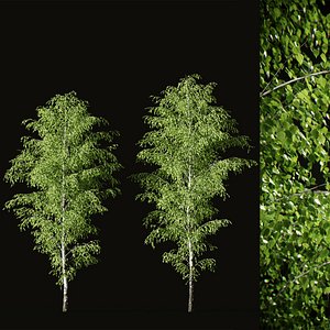 Birch v01 11-12m 3D